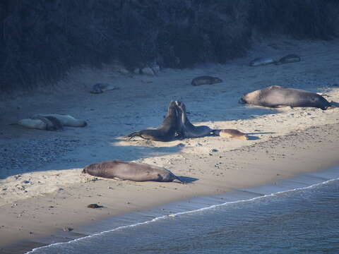 Image of Northern Elephant Seal