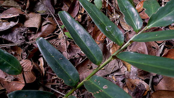 Image of Maranta subterranea J. M. A. Braga