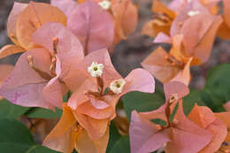 Image of bougainvillea