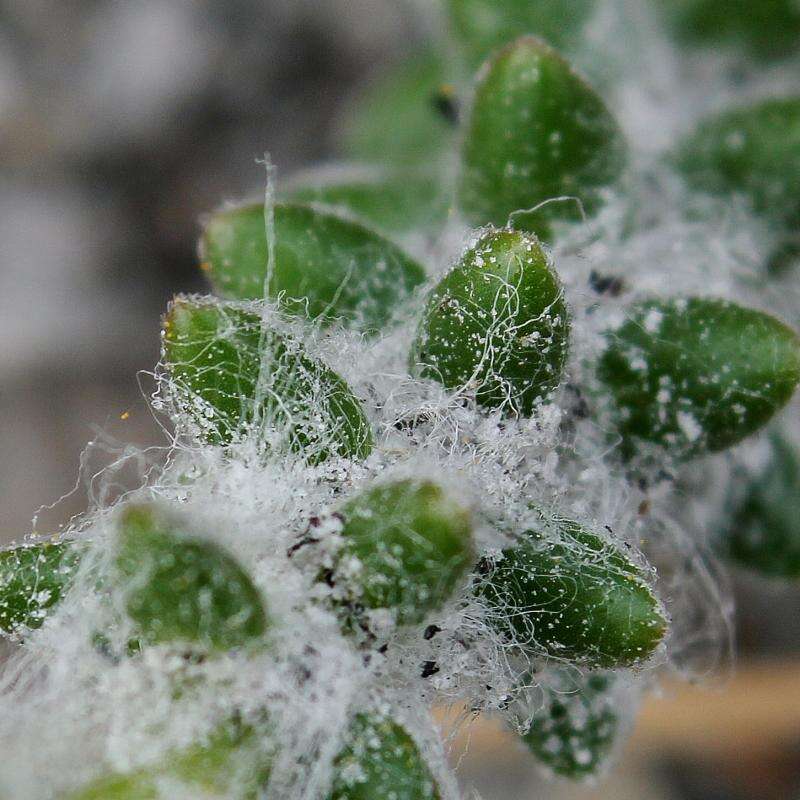 Portulaca hirsutissima Cambess. resmi