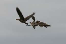 Image of Grass Whistling Duck