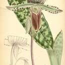 Слика од Paphiopedilum lawrenceanum (Rchb. fil.) Pfitzer