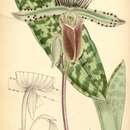 Image de Paphiopedilum lawrenceanum (Rchb. fil.) Pfitzer