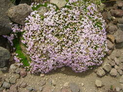 Image of moss campion