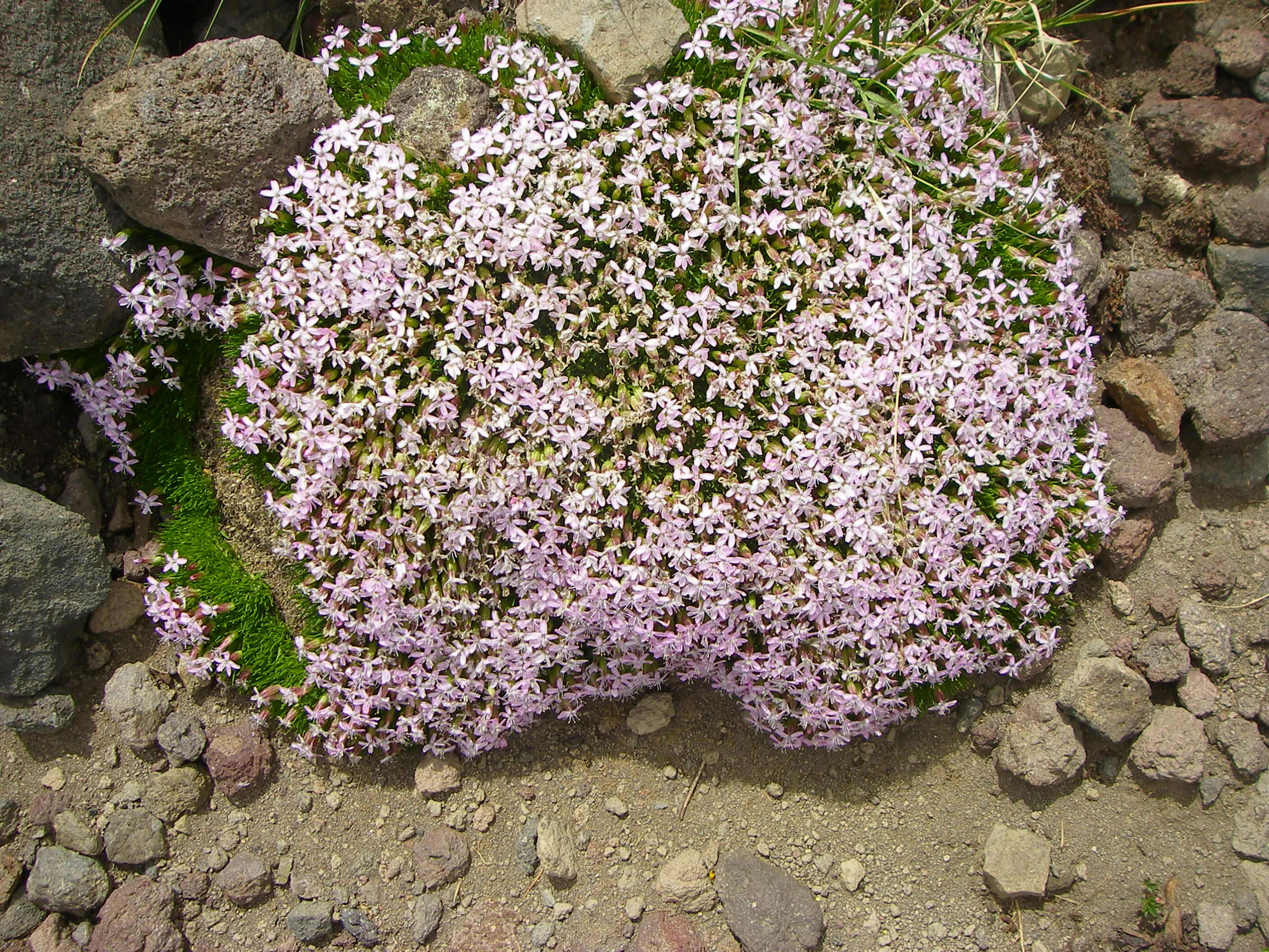 Image of Catchfly