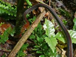 Image of Beautiful Bronzeback Tree Snake