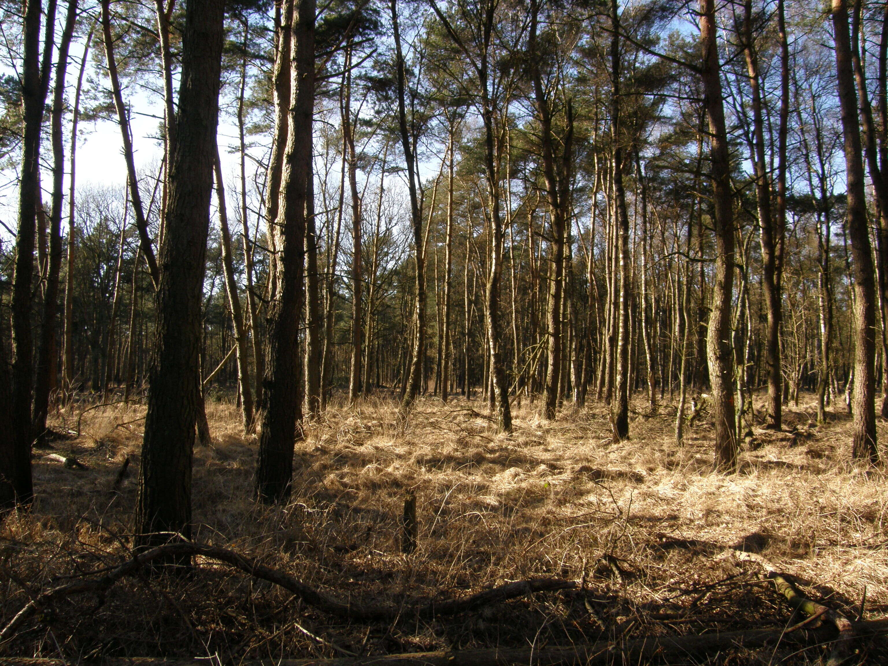 Image of Scotch Pine