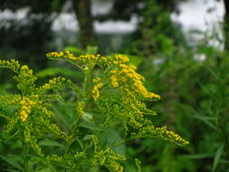 Image of goldenrod