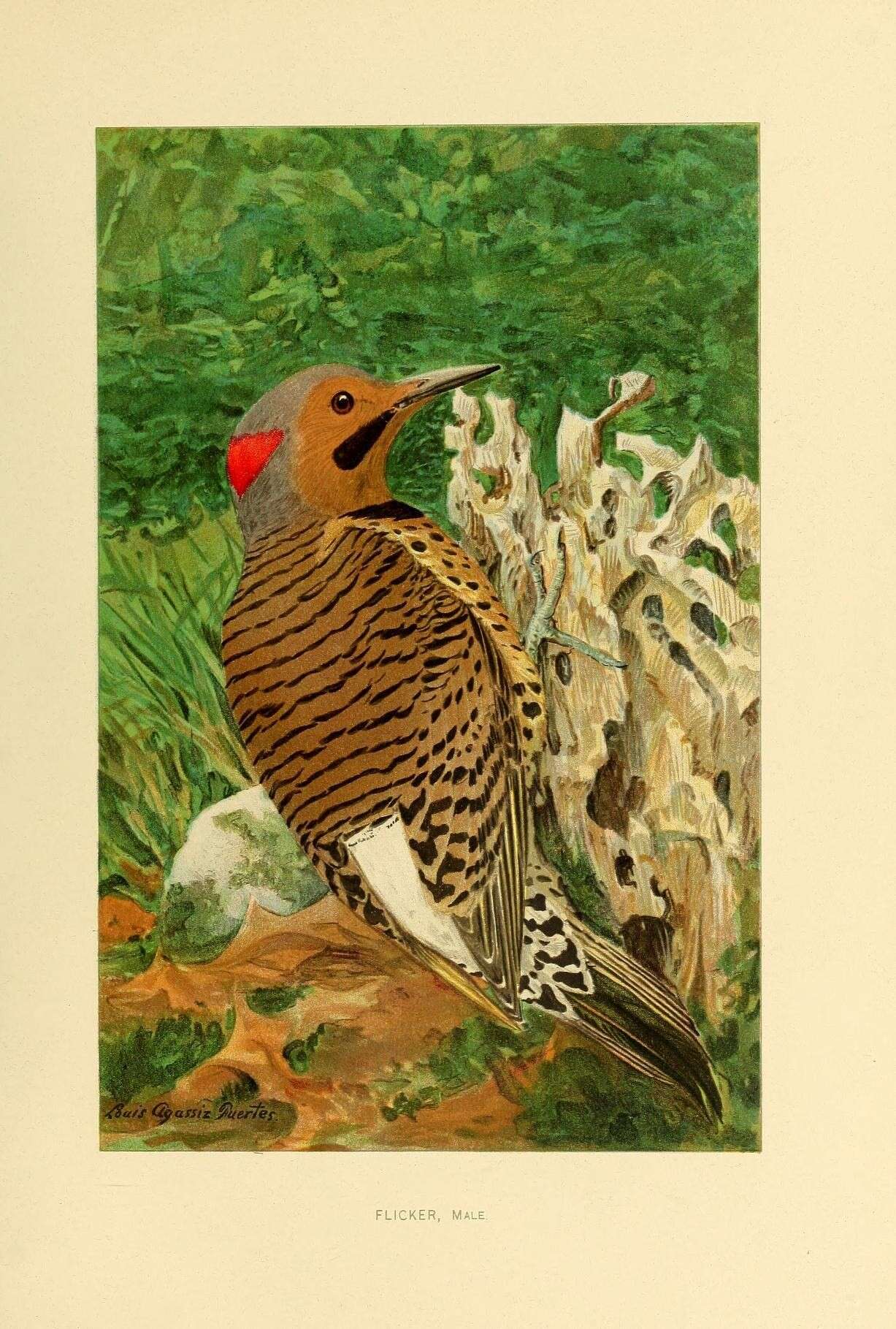 Image of Northern Flicker