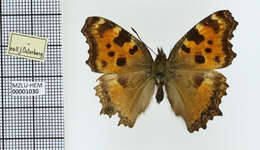 Nymphalis polychloros Linnaeus 1758 resmi