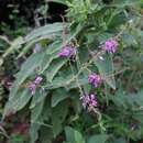 Image of Desmodium subsecundum Vogel