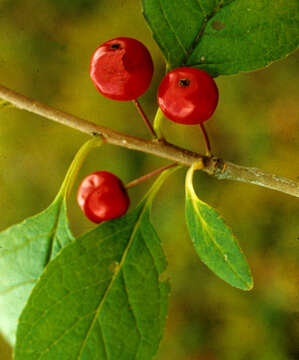 Image of Long-Stalk Holly