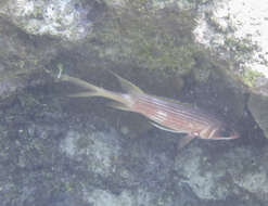 Image of Longspine Squirrelfish