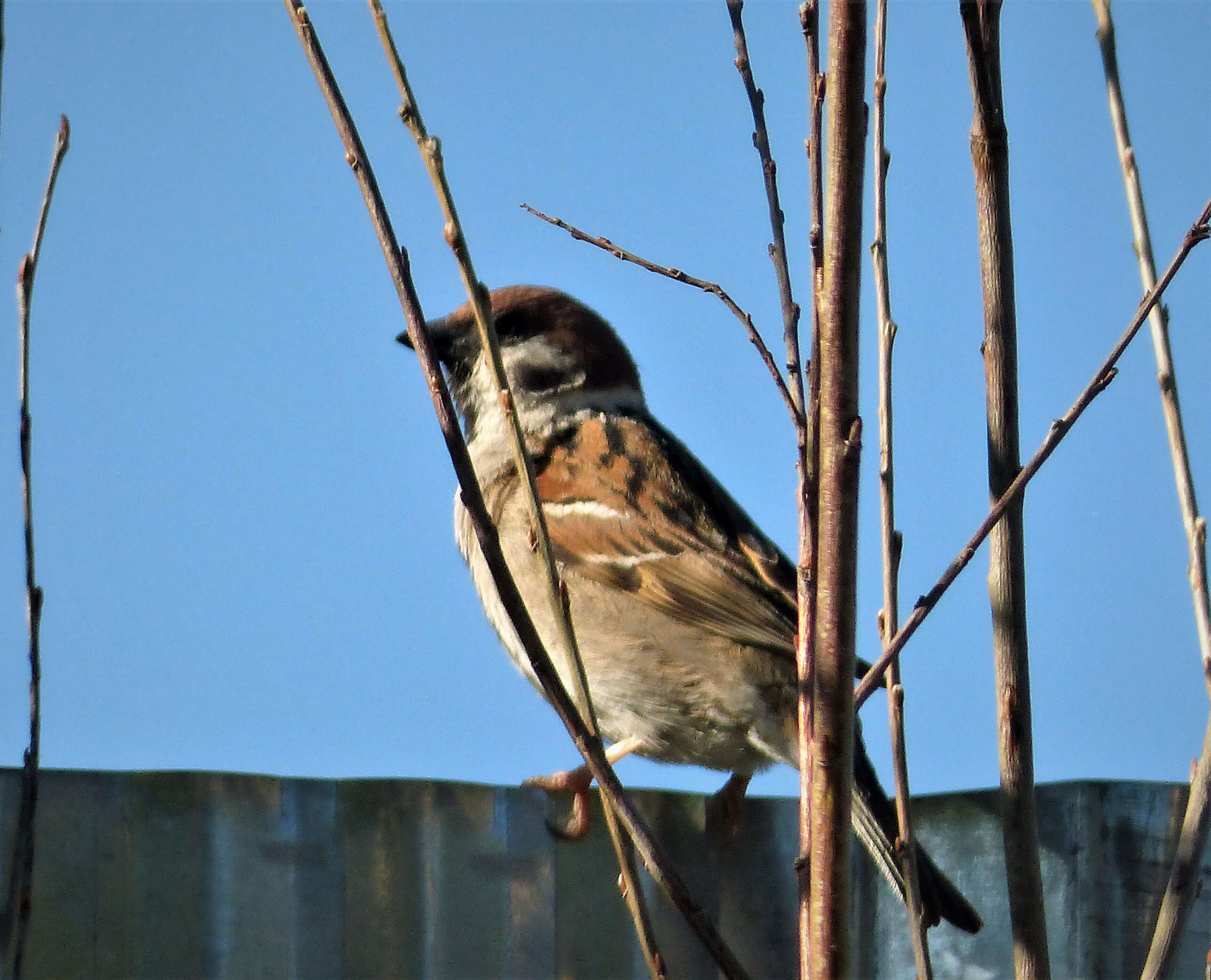 Image of Eurasian Tree Sparrow