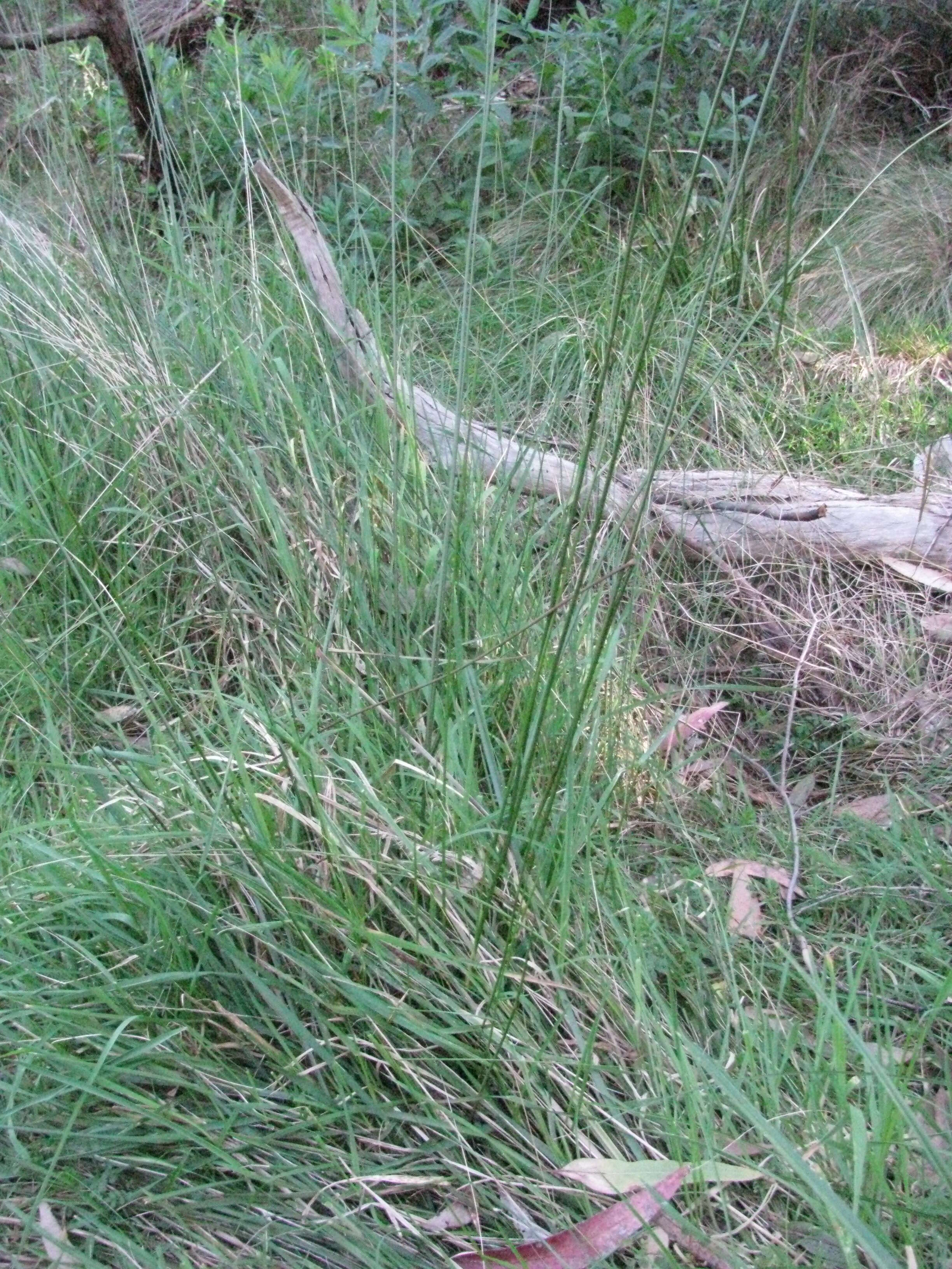 Image of Juncus amabilis Edgar