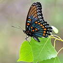 Image of Limenitis arthemis arizonensis