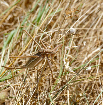 Image of Common Predatory Bush-cricket