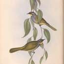 Image of Yellow-throated Honeyeater