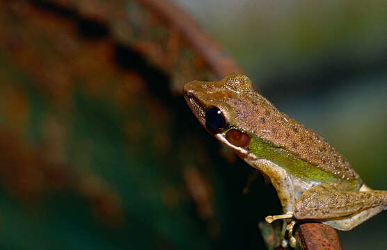 صورة Chalcorana raniceps (Peters 1871)