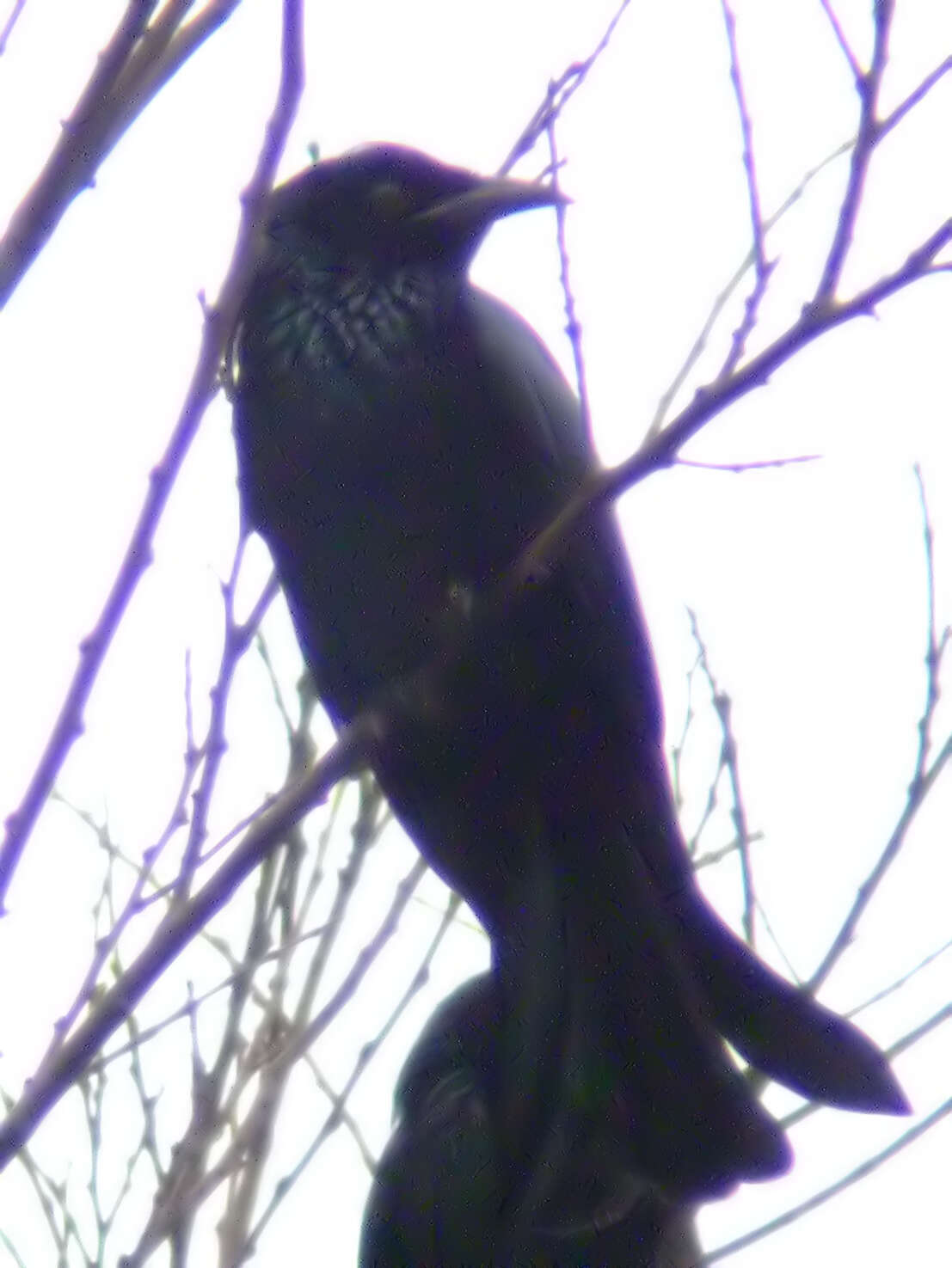 Image de Drongo à crinière