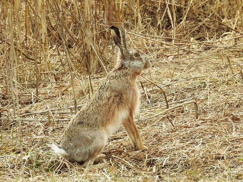 Image of hare