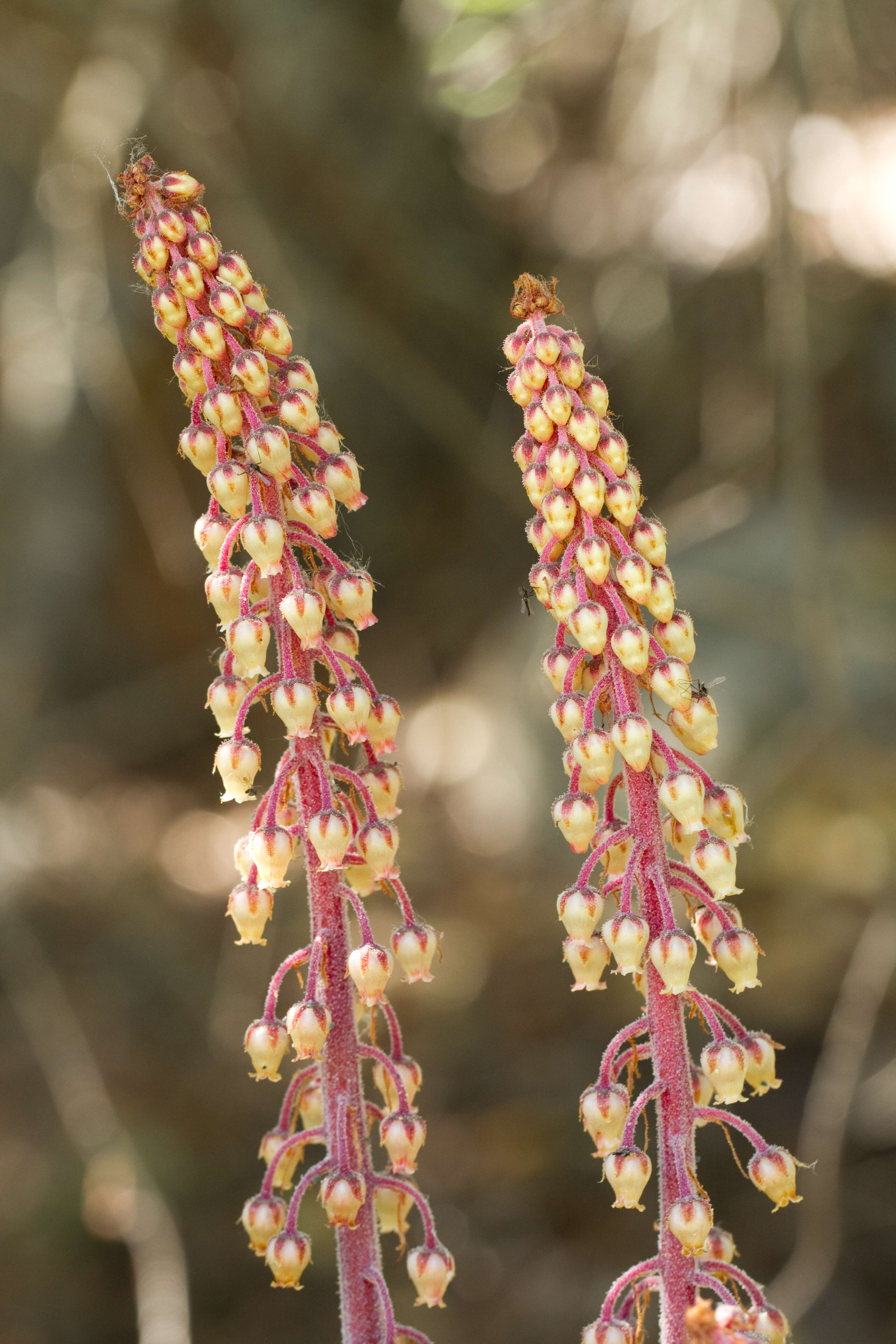 Image of Pterospora