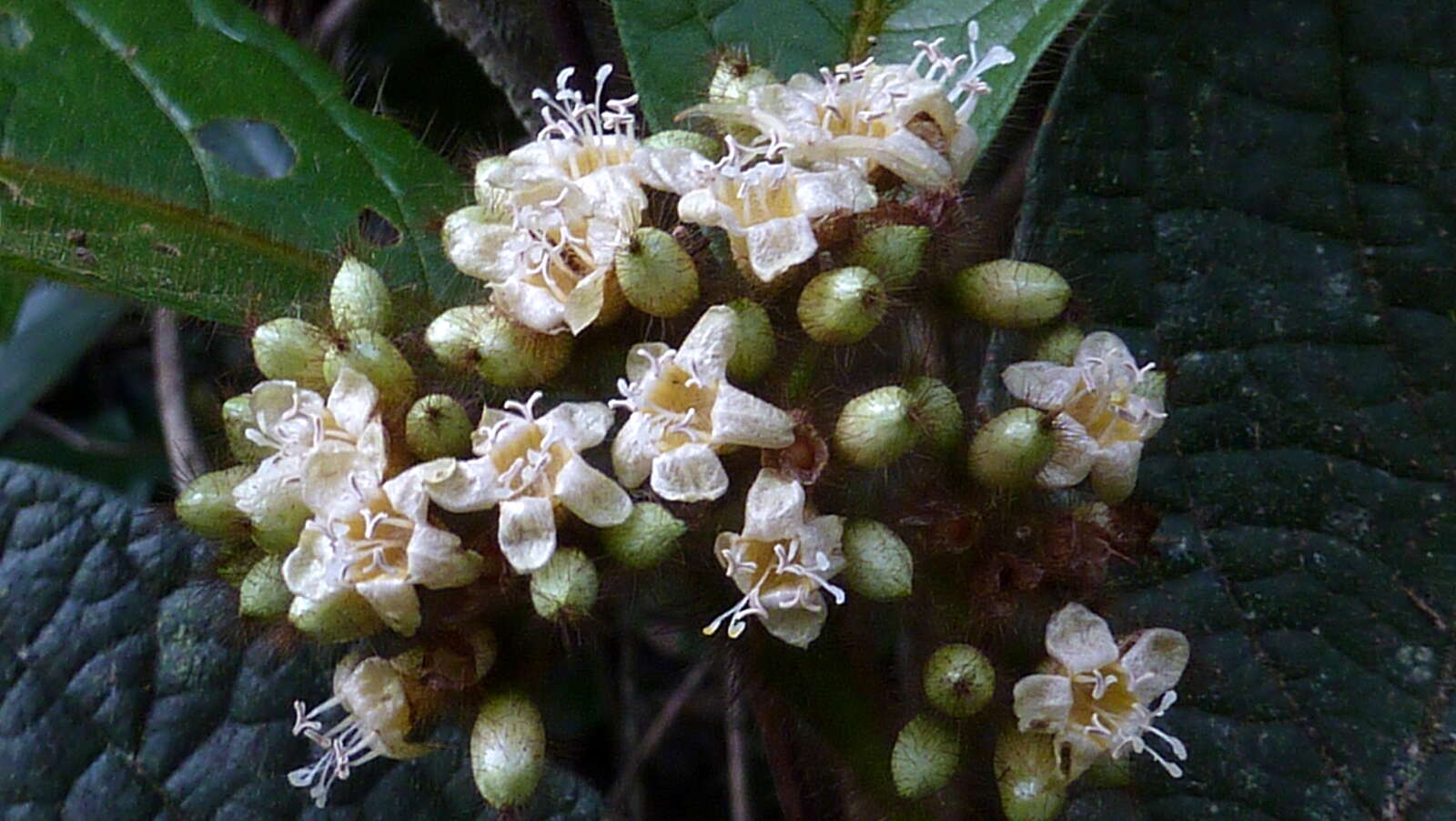 Image of Cordia nodosa Lam.