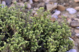 Image of Herniaria fruticosa L.
