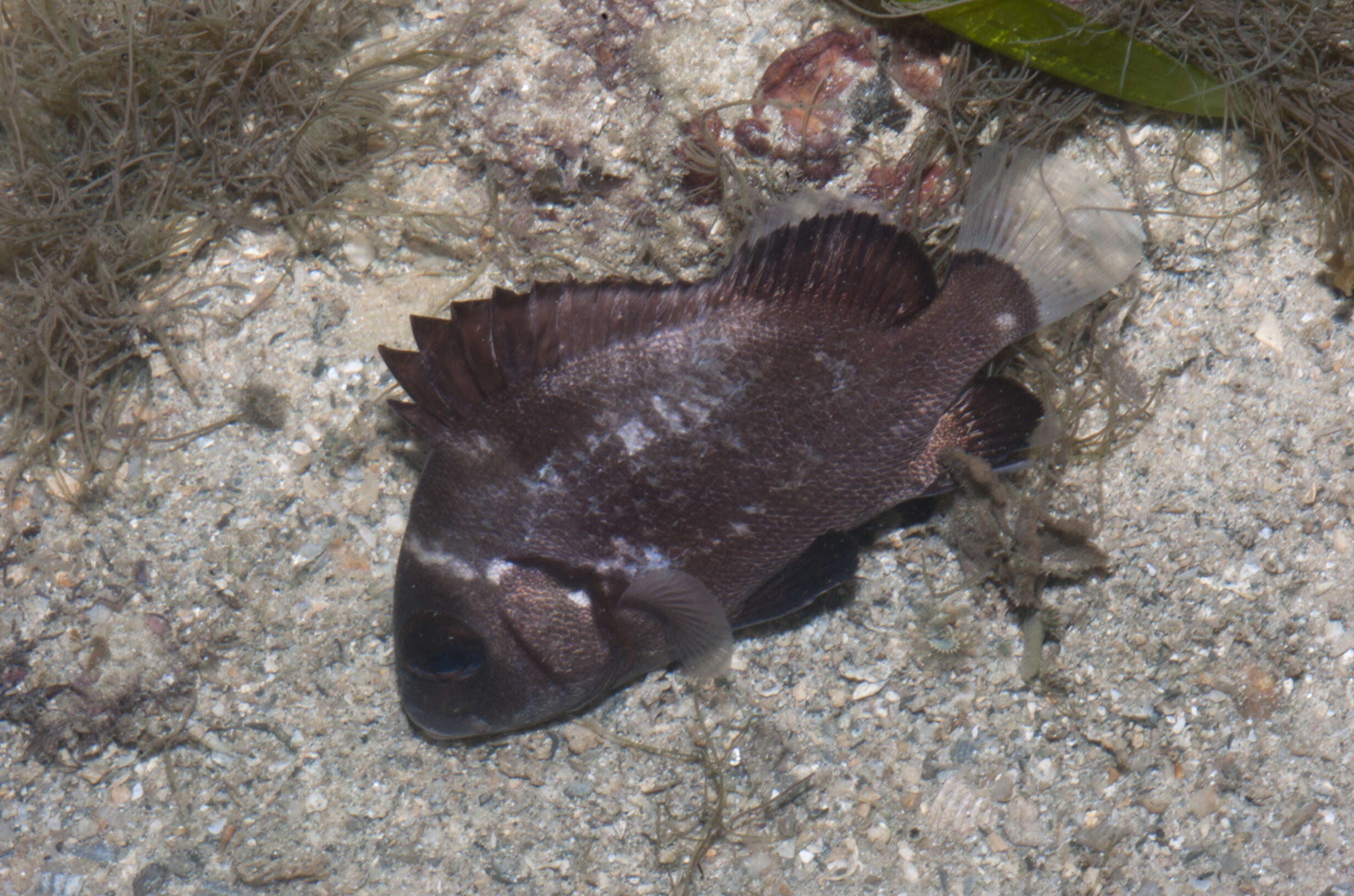 Image of Brown Sweetlips