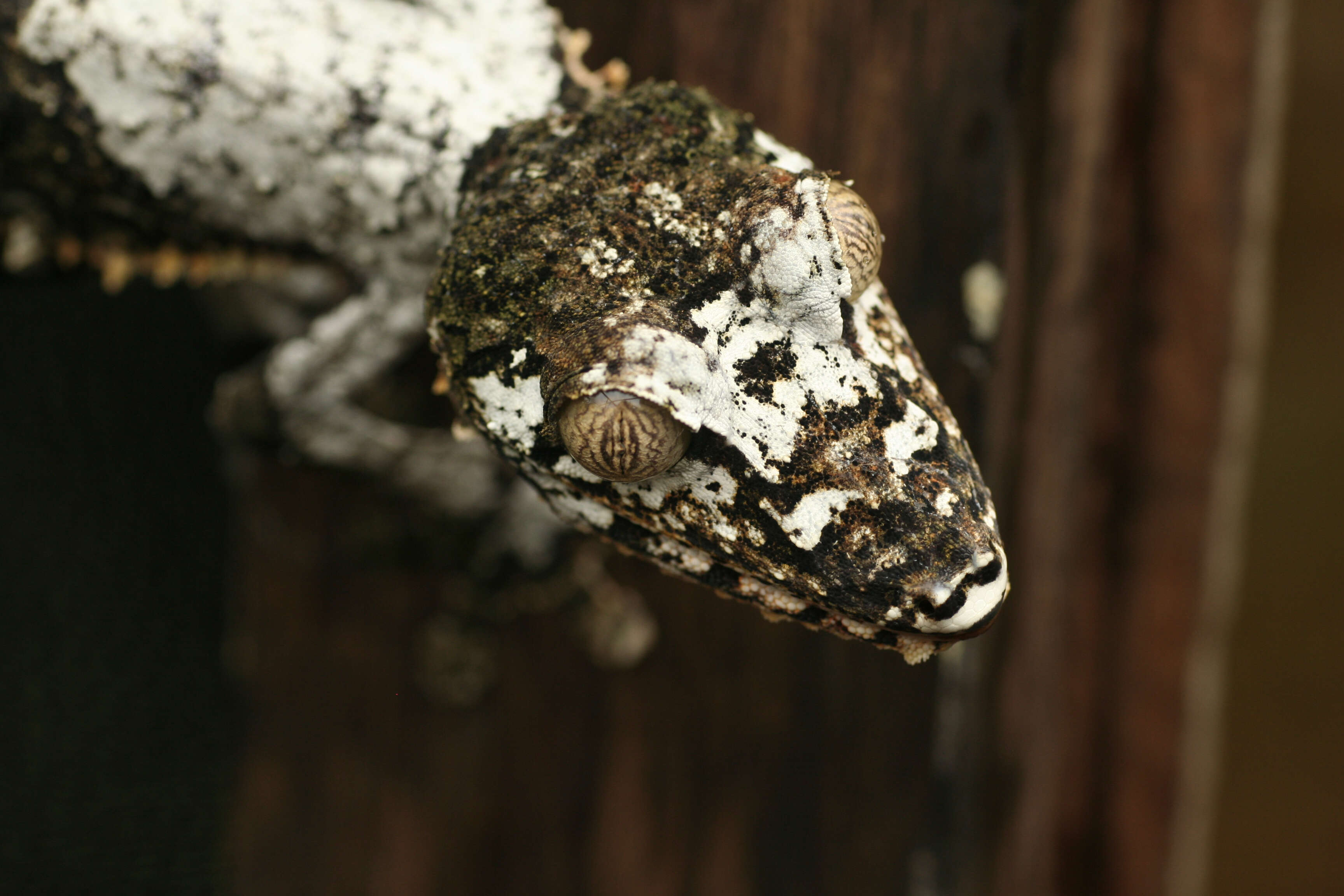 Sivun Uroplatus Duméril 1806 kuva