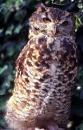 Image of Cape Eagle Owl