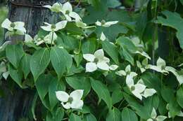 Image of dogwoods