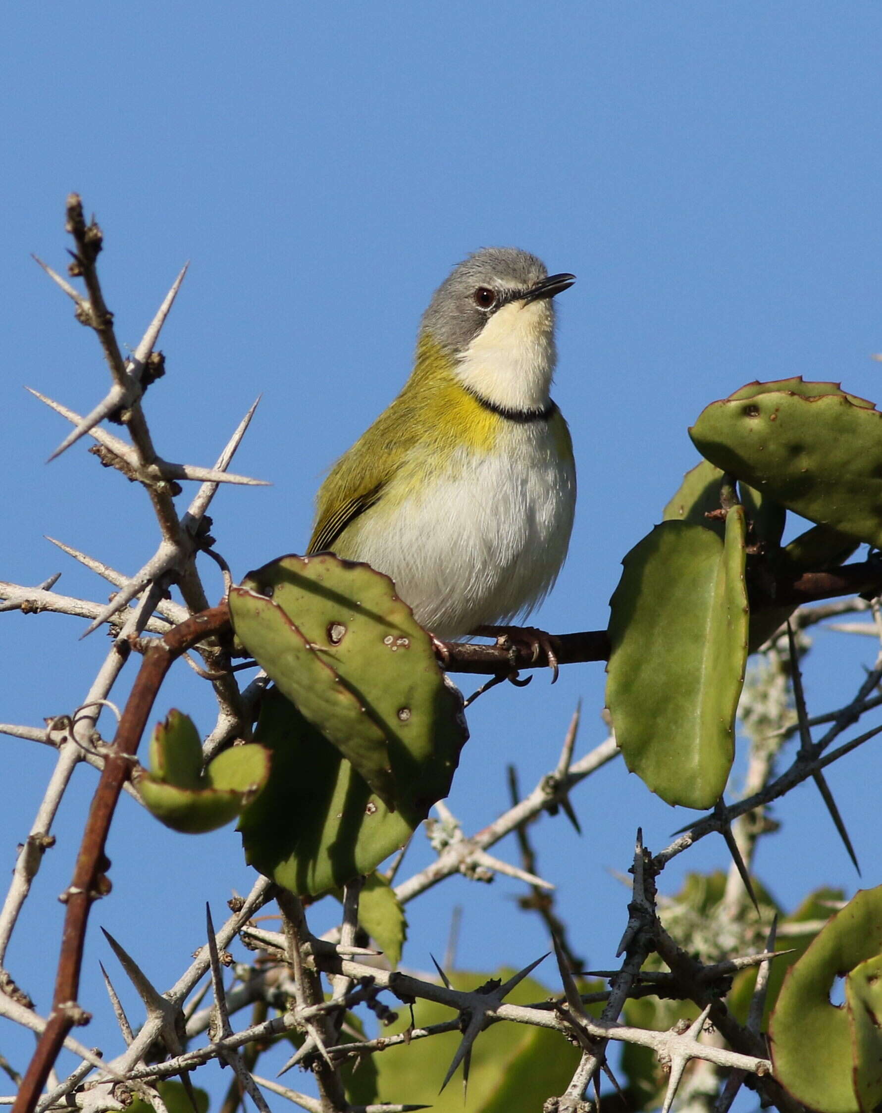 Image of Rudd's Apalis