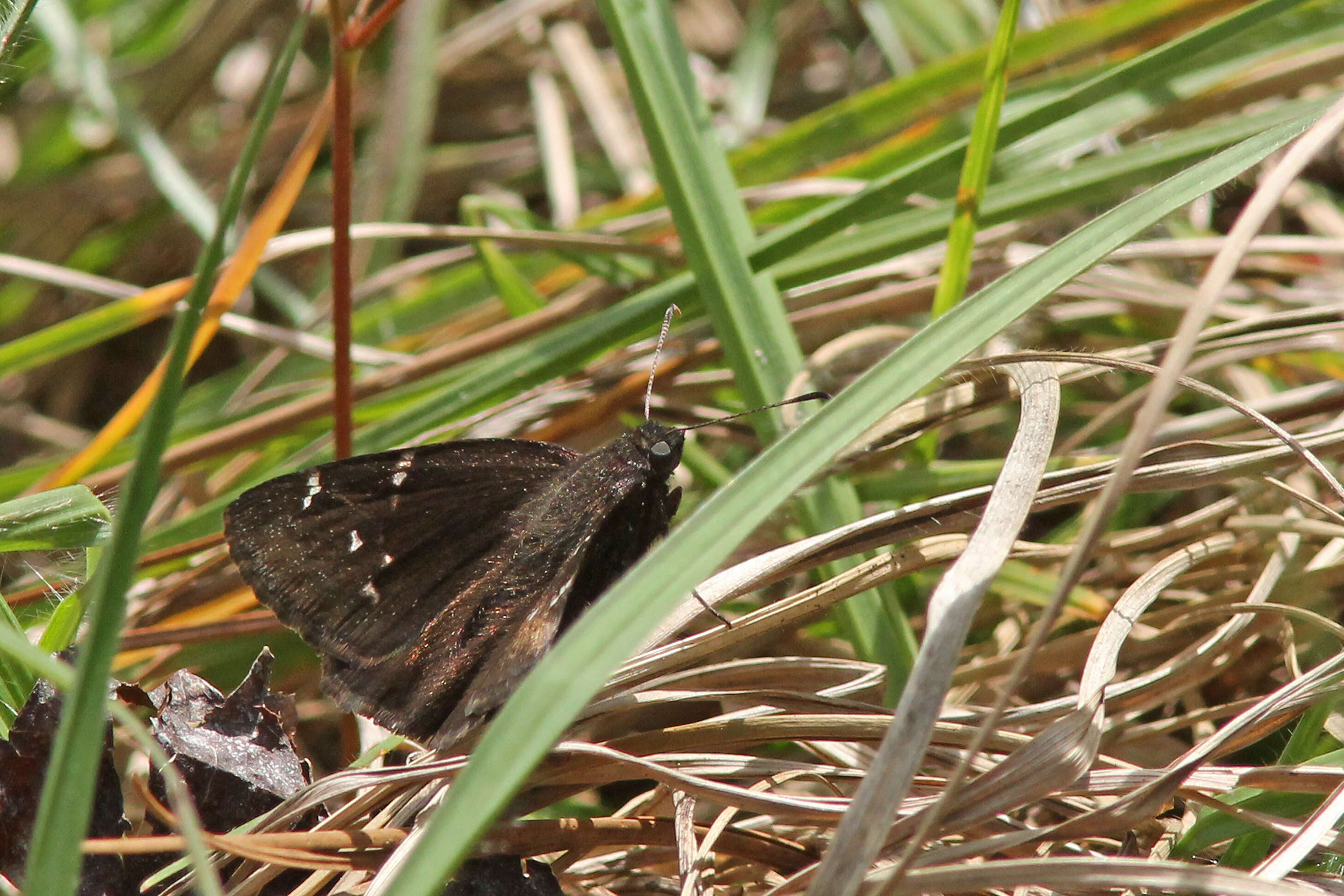 Image of Northern Cloudywing