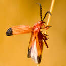 Image of Bloody Net-winged Beetle