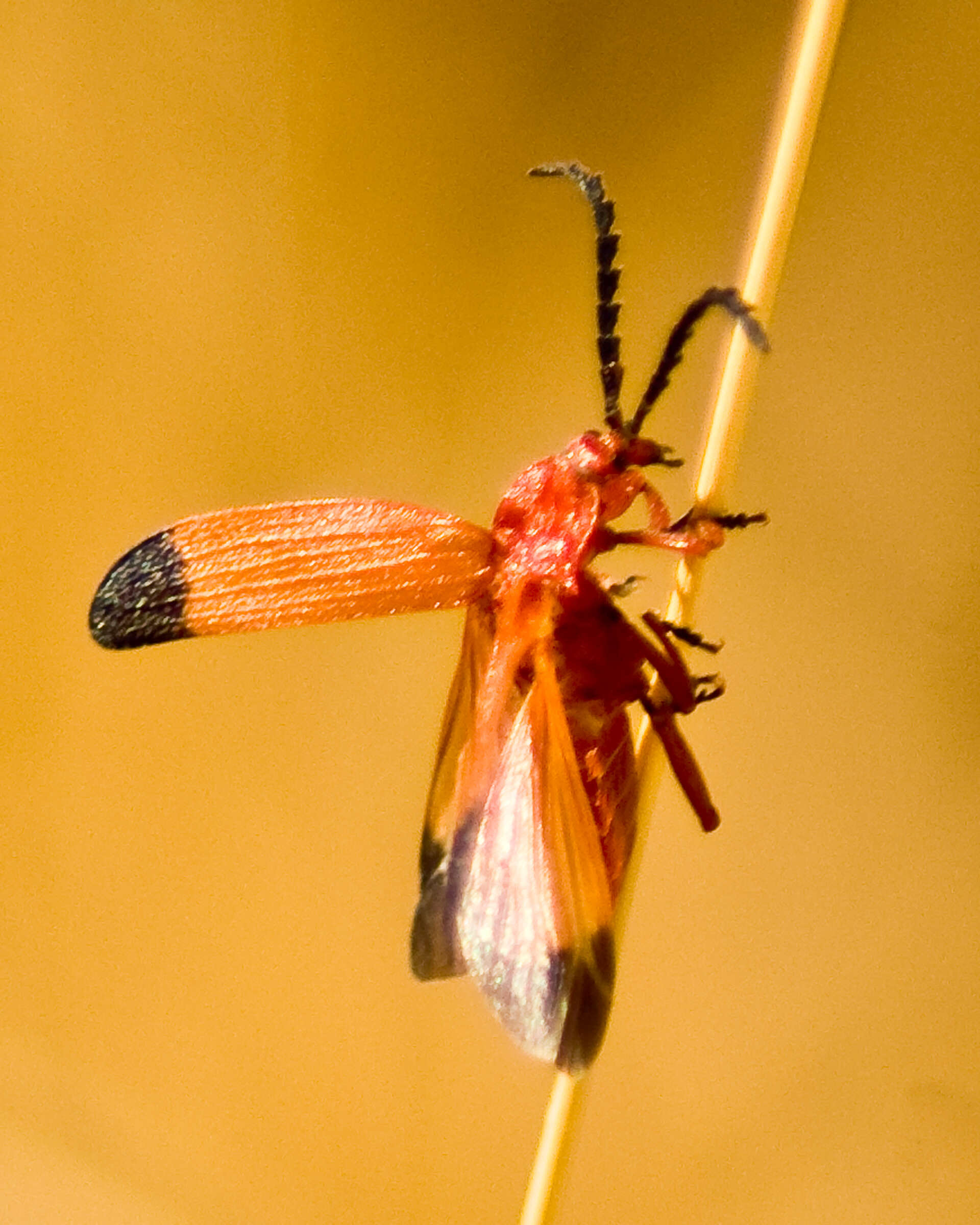 Plancia ëd Lycus sanguineus Gorham 1884