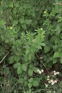 Image of cinquefoil