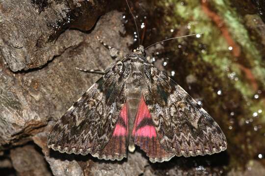 Image of Catocala sponsa Linnaeus 1767