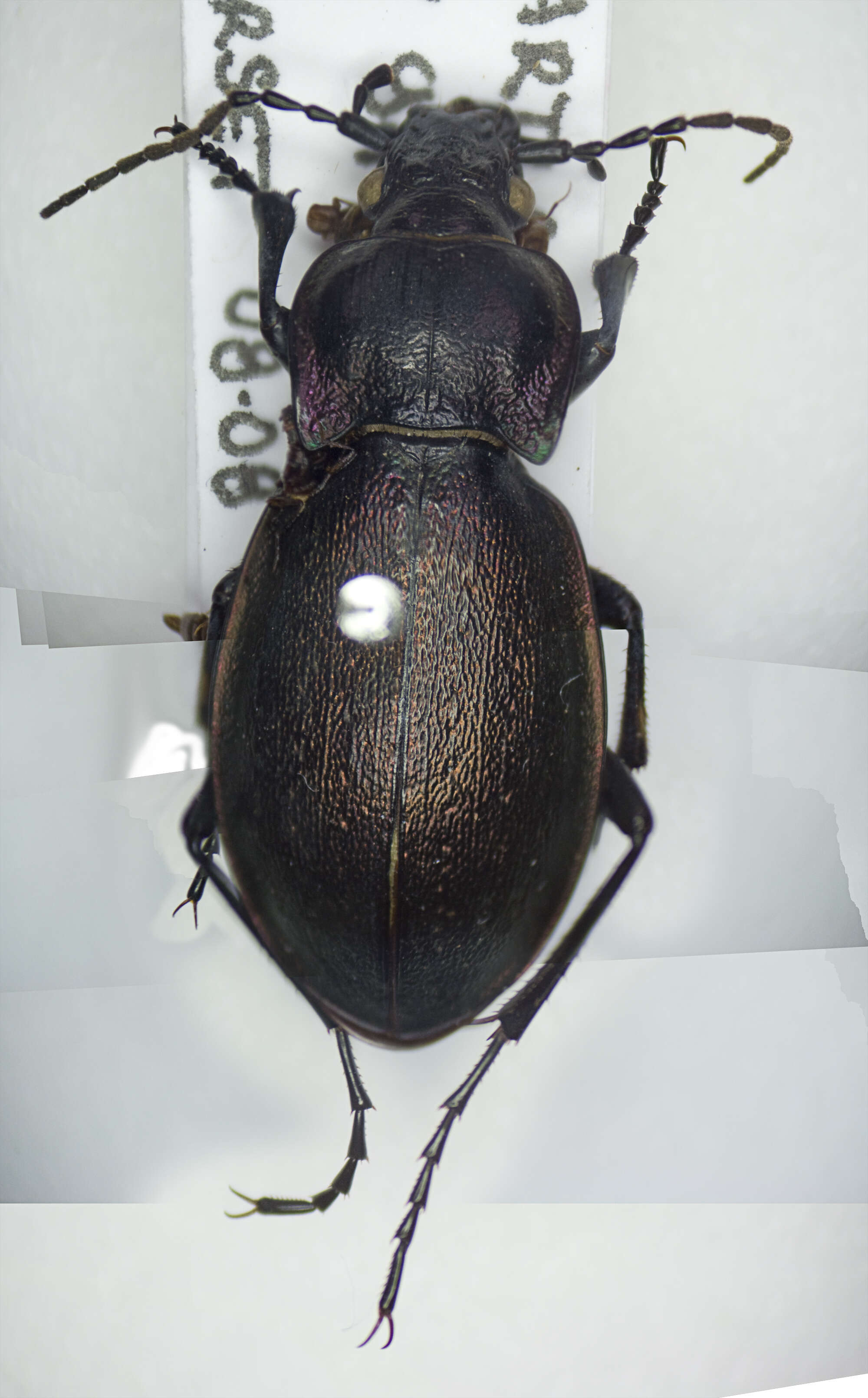 Image of true ground beetle genus