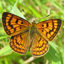 Image de Lycaena rauparaha (Fereday 1877)