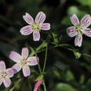 Image of Claytonia sibirica heterophylla