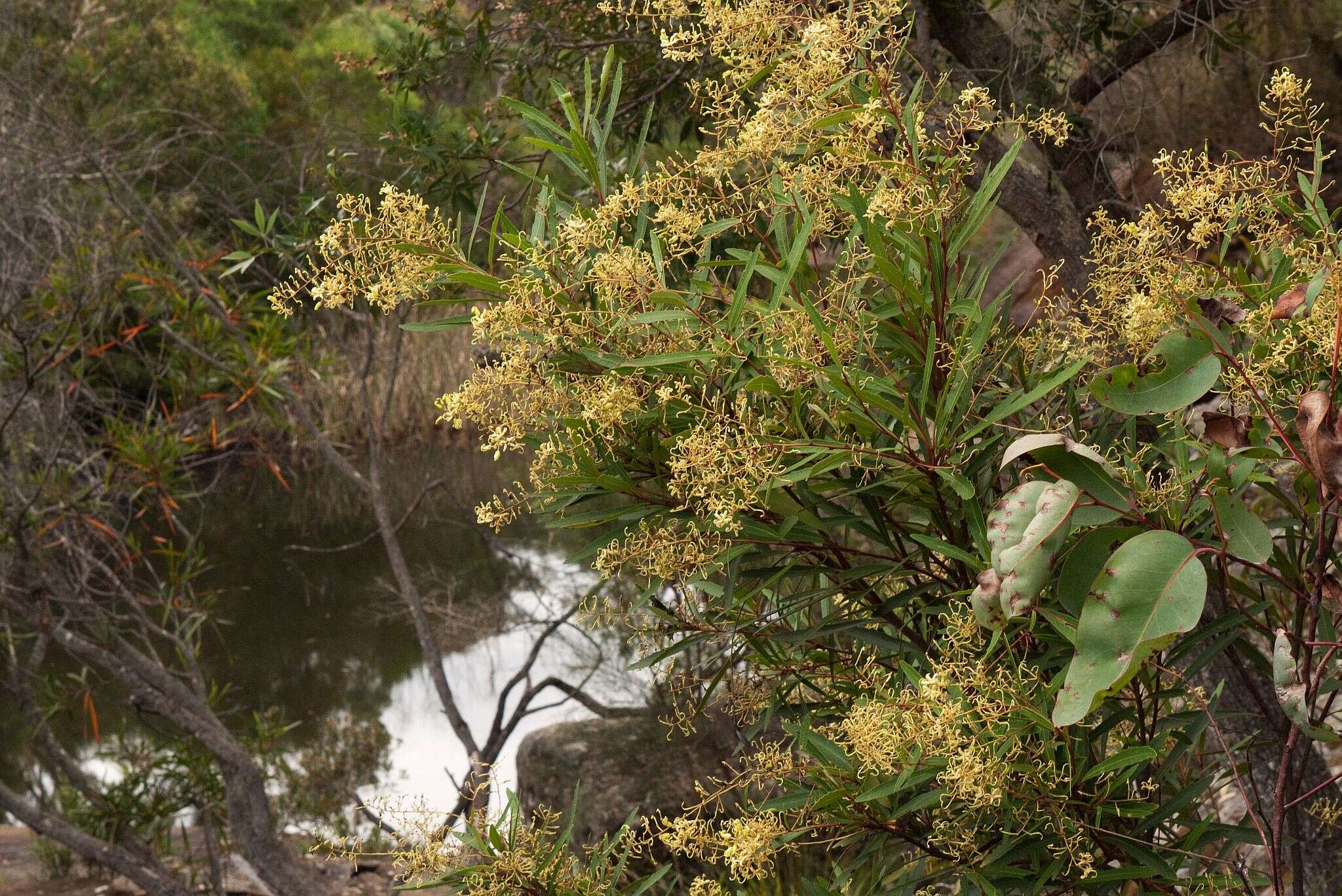 Image of Lomatia myricoides (C. F. Gaertner) Domin