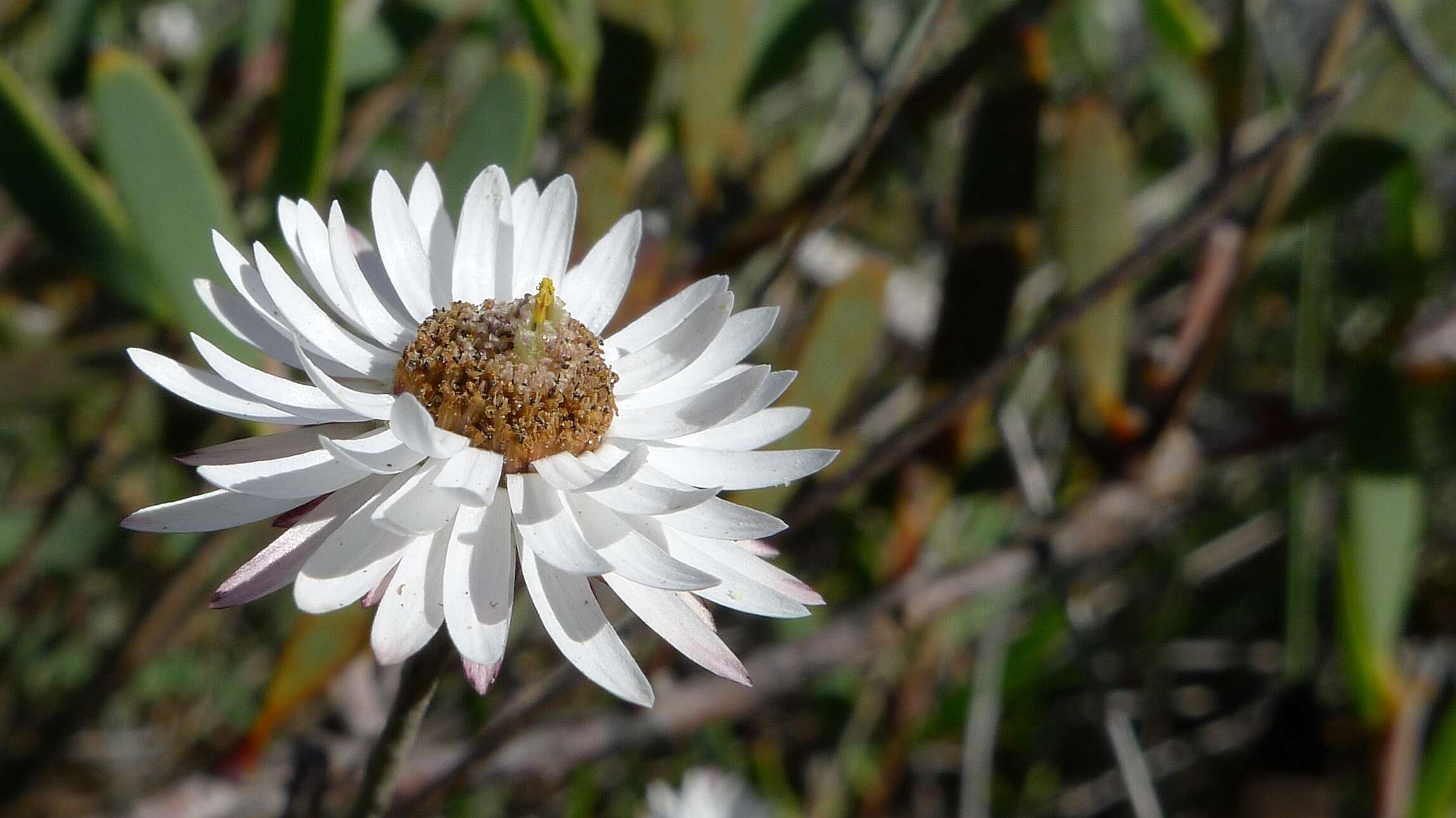 Image de Pithocarpa pulchella Lindl.