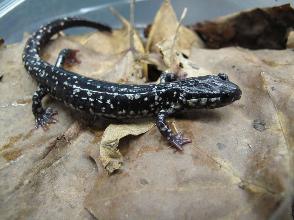 Image of Woodland salamander