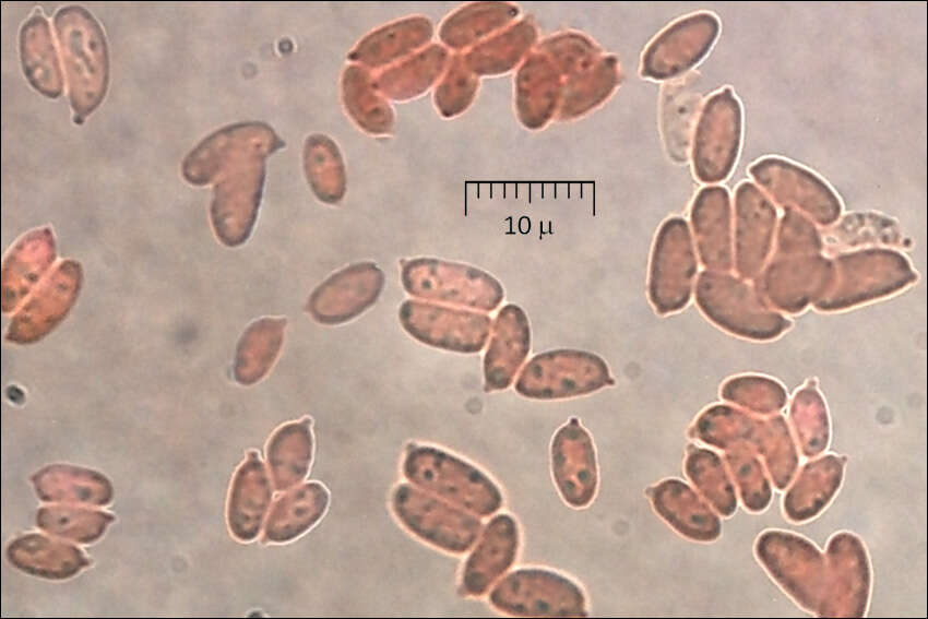 Imagem de Multiclavula mucida (Pers.) R. H. Petersen 1967