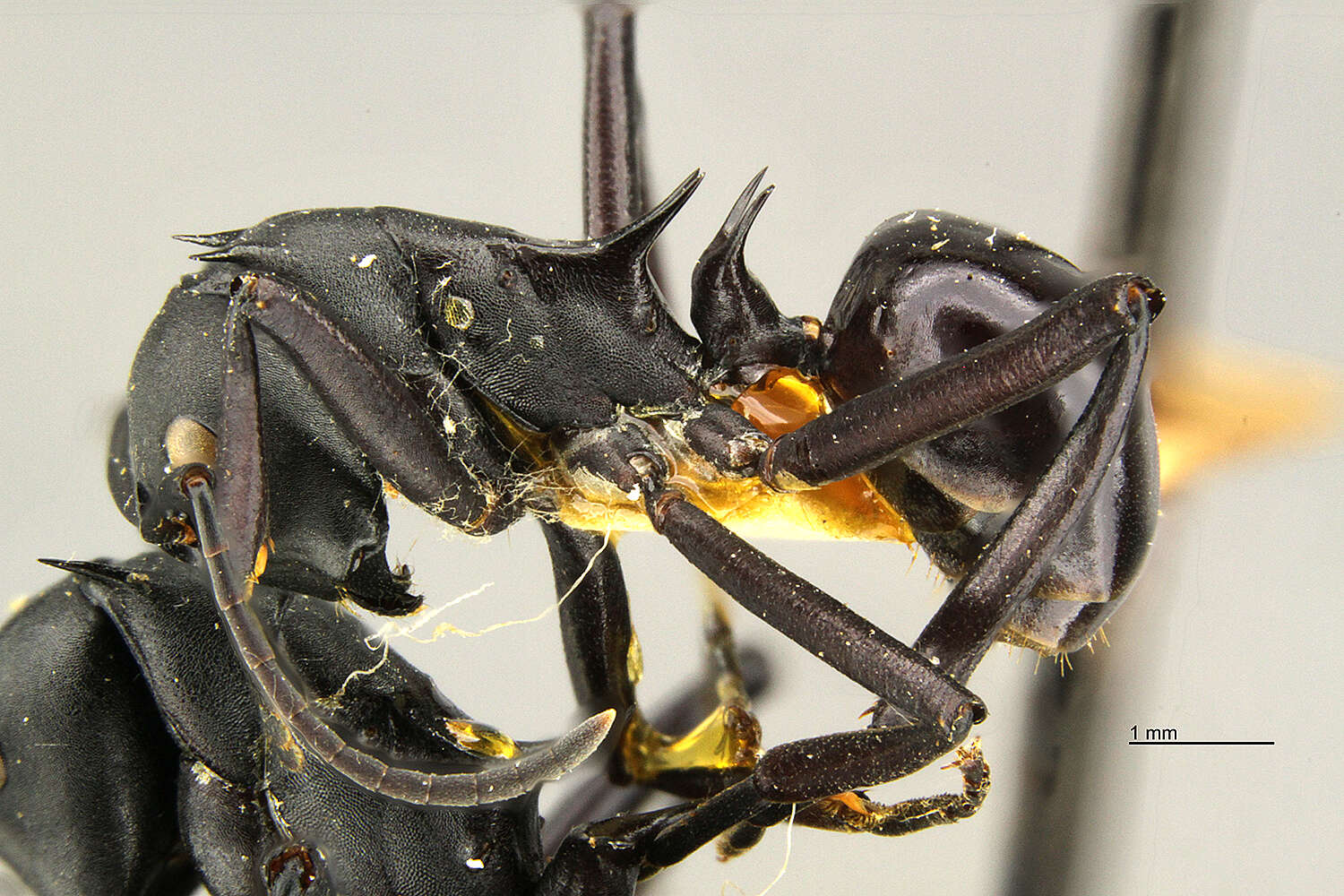 Image de Polyrhachis