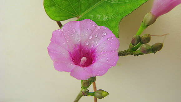 Image of Ipomoea cynanchifolia Meisn.