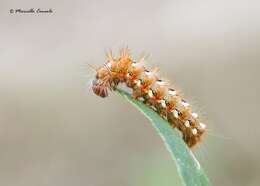 Image of Dagger Moths