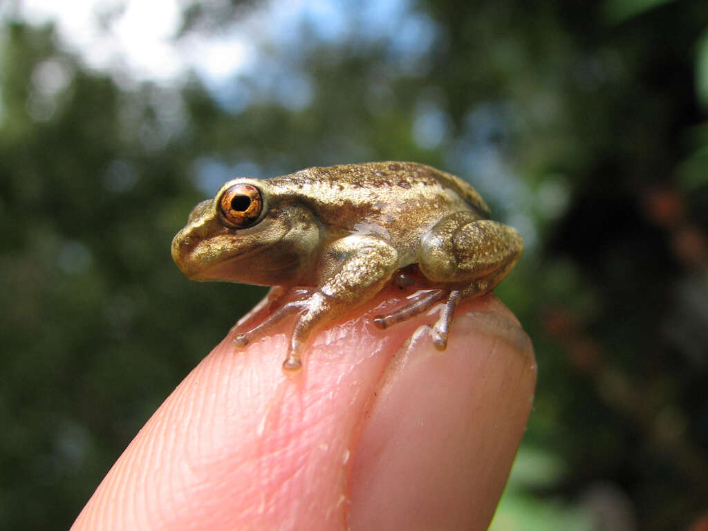 Image of Lophyohylinae Miranda-Ribeiro 1926