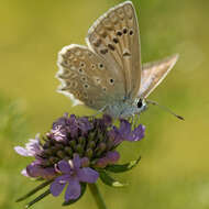 Image of Polyommatus